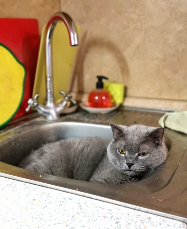Ловушки для котов