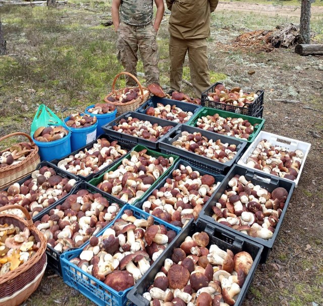 Вот зачем столько грибов?