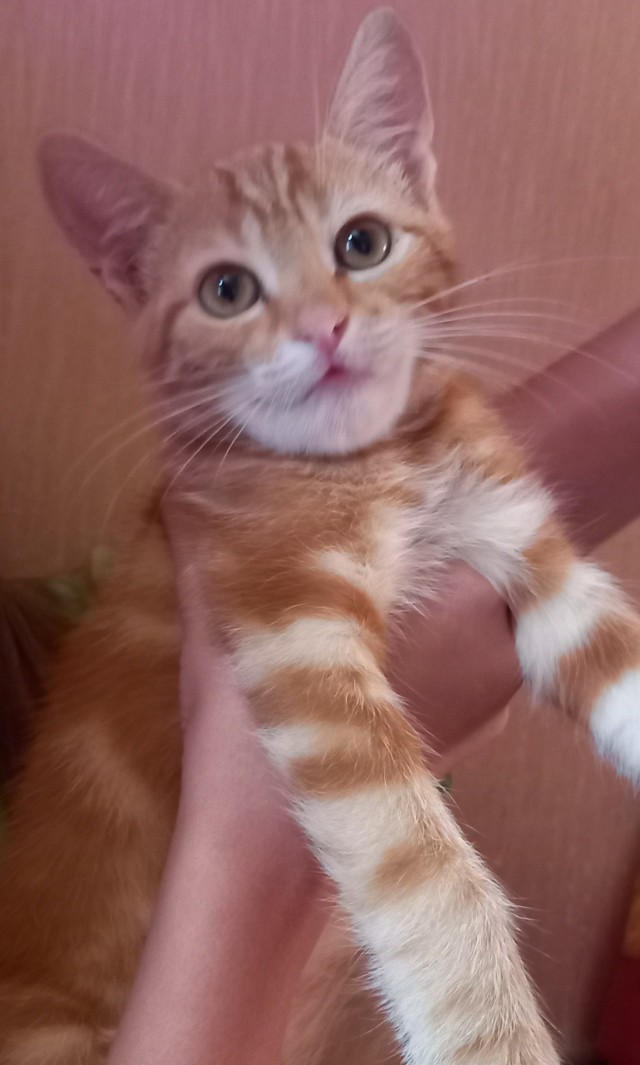 Котовторник Рыжих