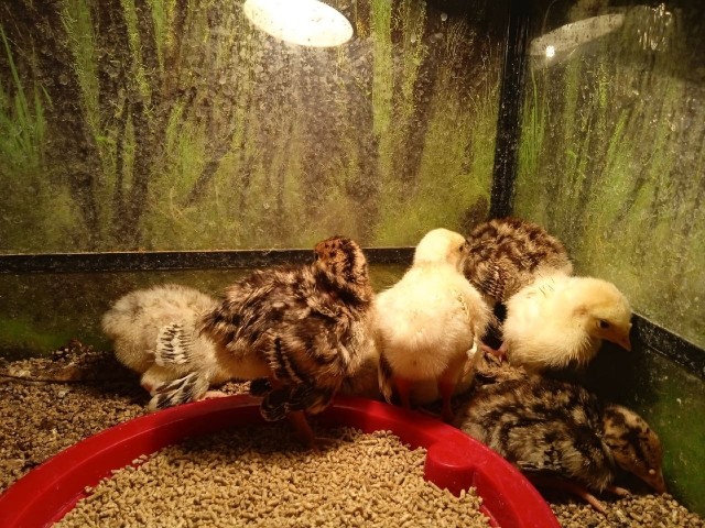 Веселая ферма. Индюки. Гопники двора