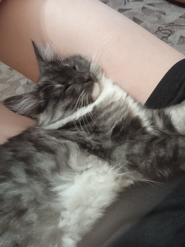 Доброго всем и котиков