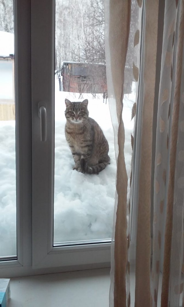 Всем кота за мой счёт. Я настаиваю