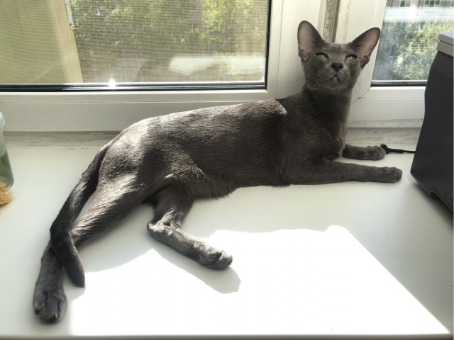 С Котовторником!