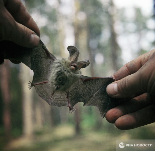 Период поиска убежища для зимней спячки начался у летучих мышей в Москве