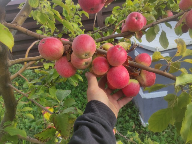 Одному мне интересно,как официальная статистика рассчитывает среднюю инфляцию в стране?