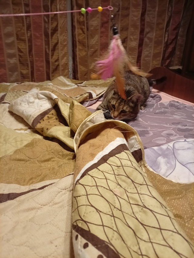 Котенок в добрые руки