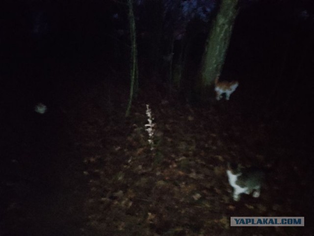 Жизнь домашнего приюта для котеек 567