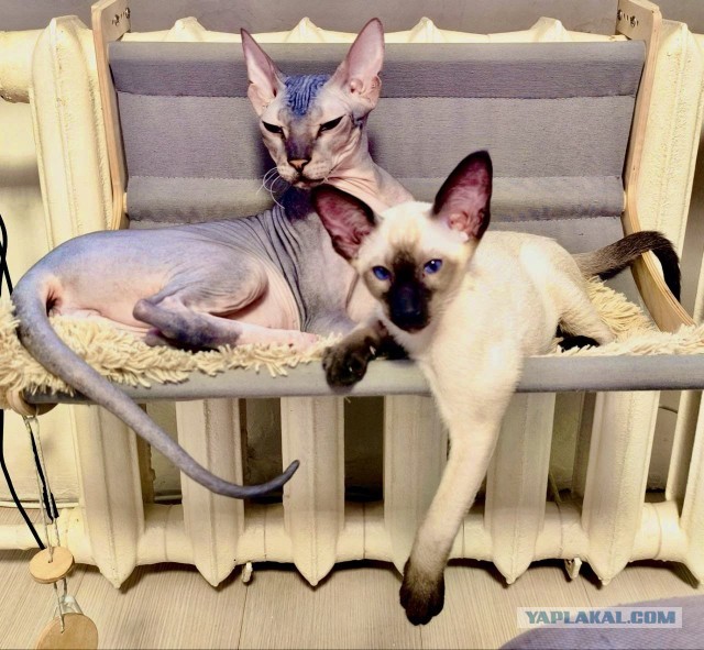 В защиту кошек породы Сфинкс канадский...