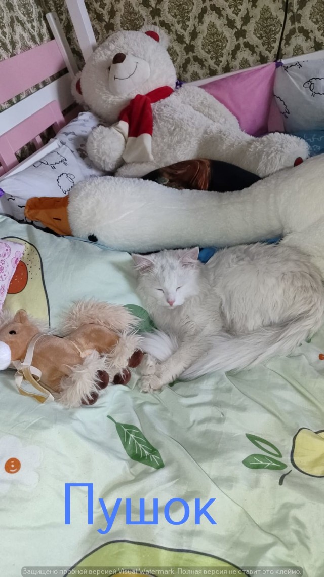 Жизнь домашнего приюта "Котоленд" 541