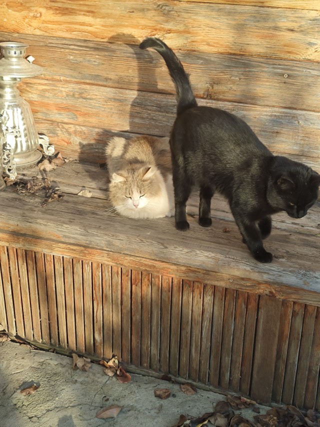 К котовторнику: знакомтесь: Сёма