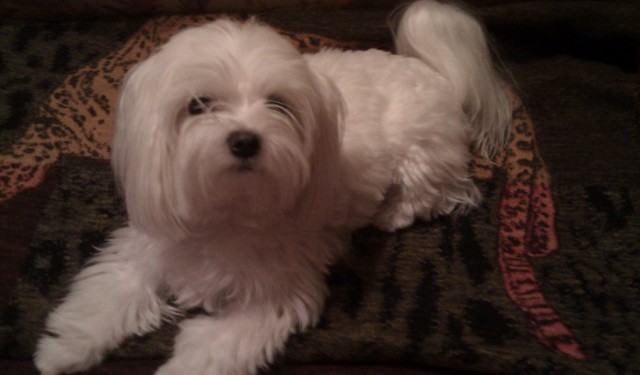 Собакочетверг на 02.01.2014