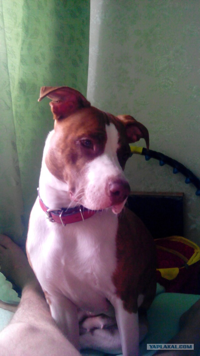 Собачки: русская борзая