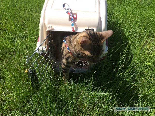 Котовторник  08.07.2014