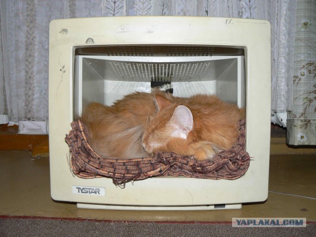 Про кошку Басю, кота Абрикоса и собаку Рича.