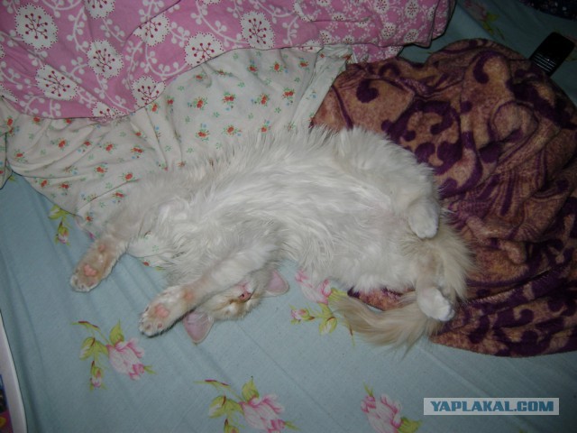 Кот, просто кот.