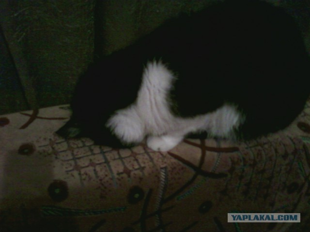 Котовторник 20.01.2015