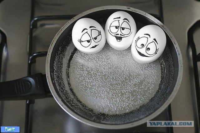 Из жизни яиц!