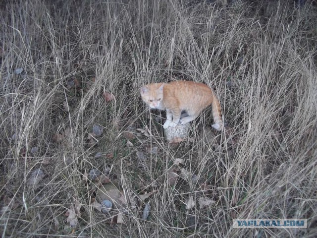 Жизнь домашнего приюта для котеек 54