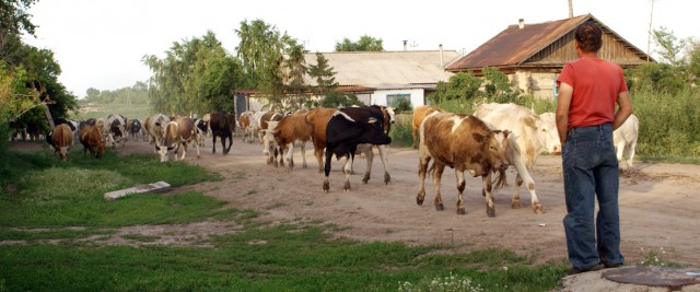 Утро в деревне