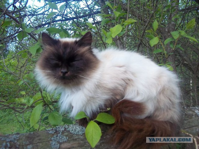 Жизнь домашнего приюта для котеек 62