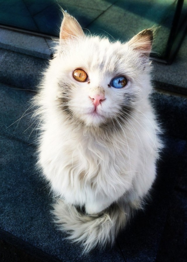 Котэподборка