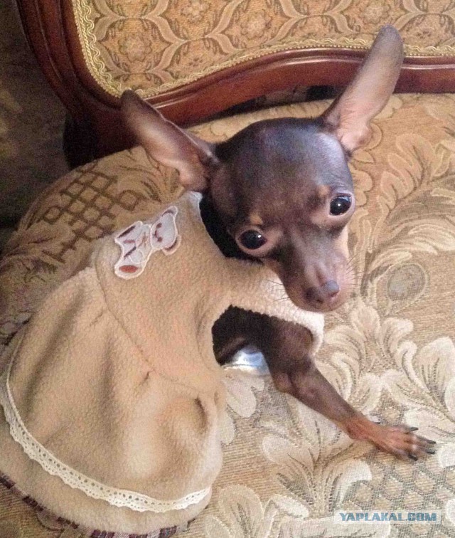 Собакочетверг же, ау!