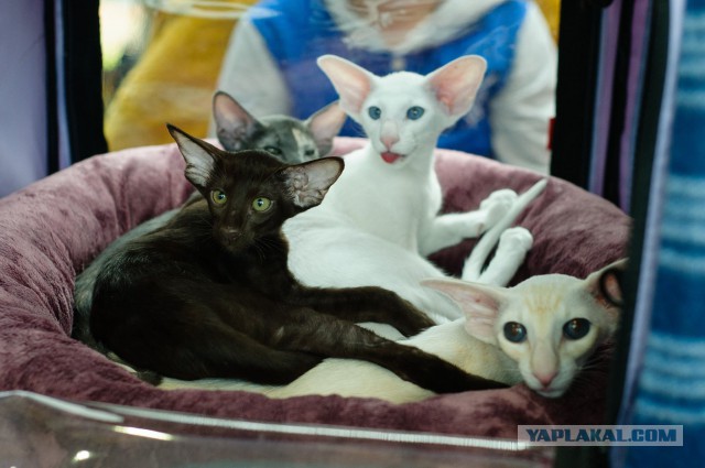 Интересные факты о сиамских кошках