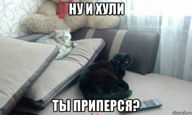 Котовторник 17.05.2016