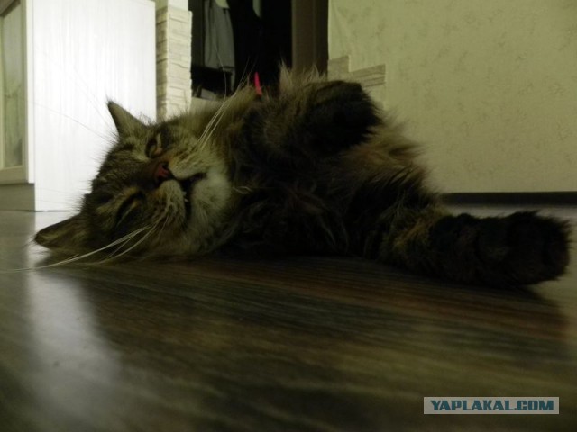 Котовторник 09.08.2016