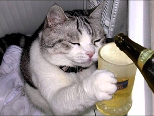 Коты из сети