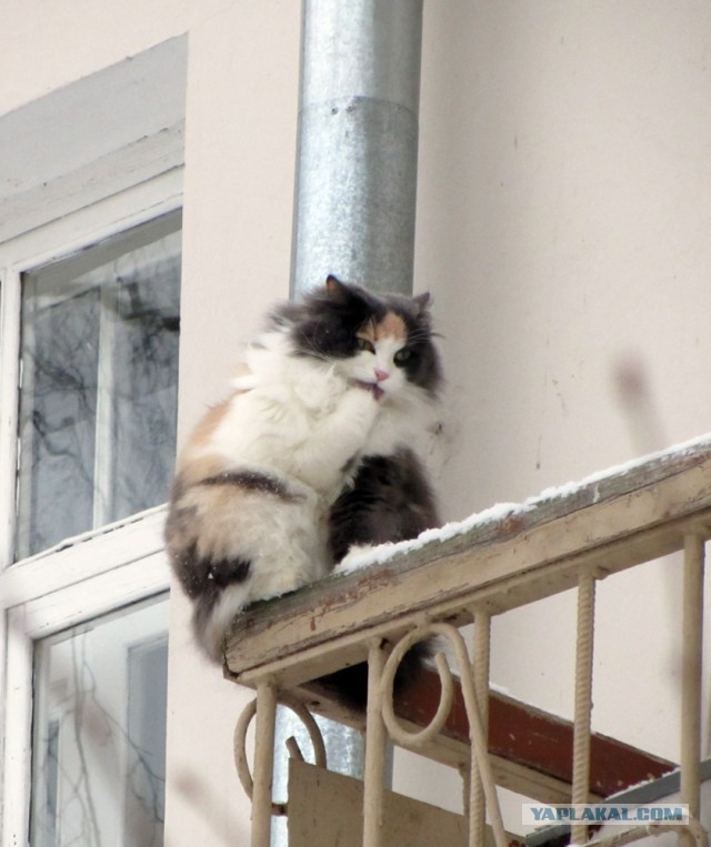 Котовторник  31.01.2017