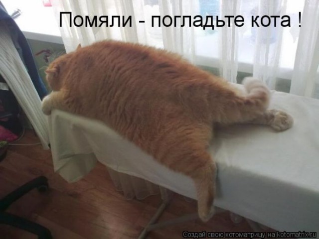 Коты и Кошки