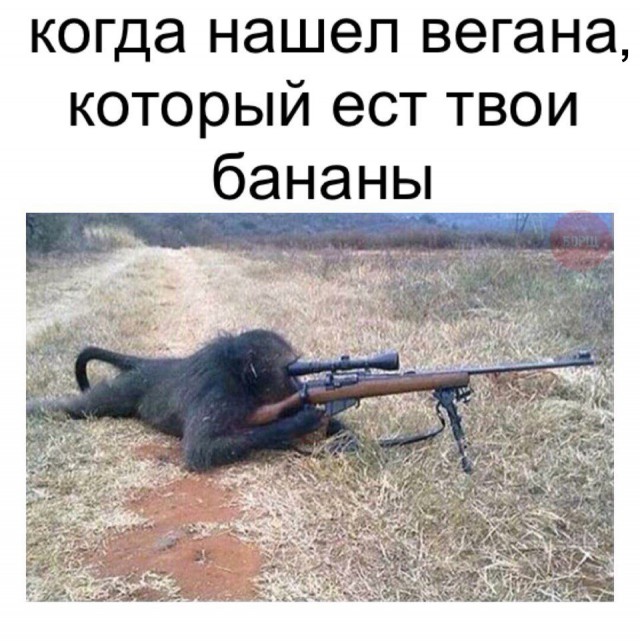 Подборка забавных животных