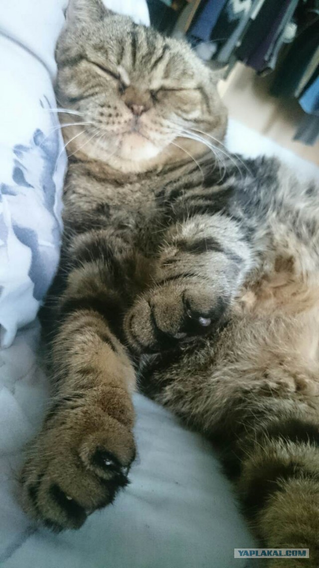 Россию сочли самой кошачьей страной мира