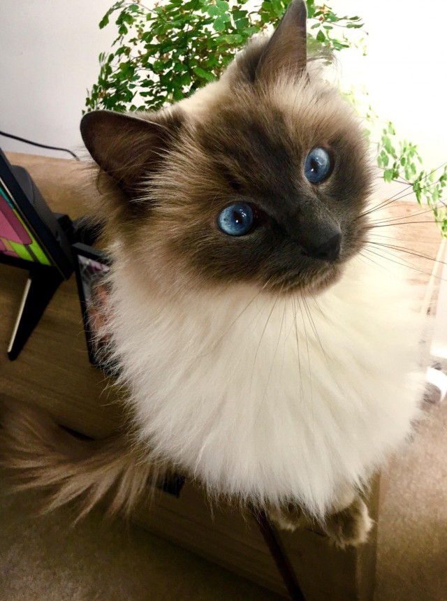 Коты и Кошки