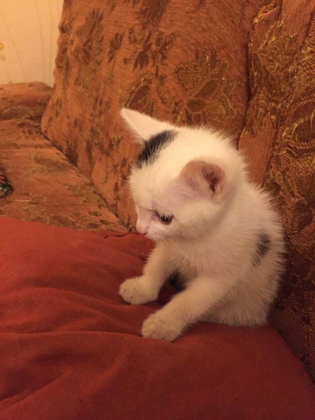 Коты и Кошки