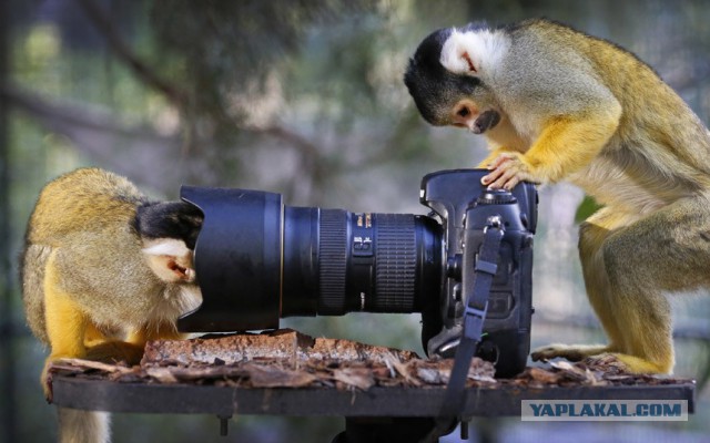 Фотографии, на которые придется взглянуть дважды