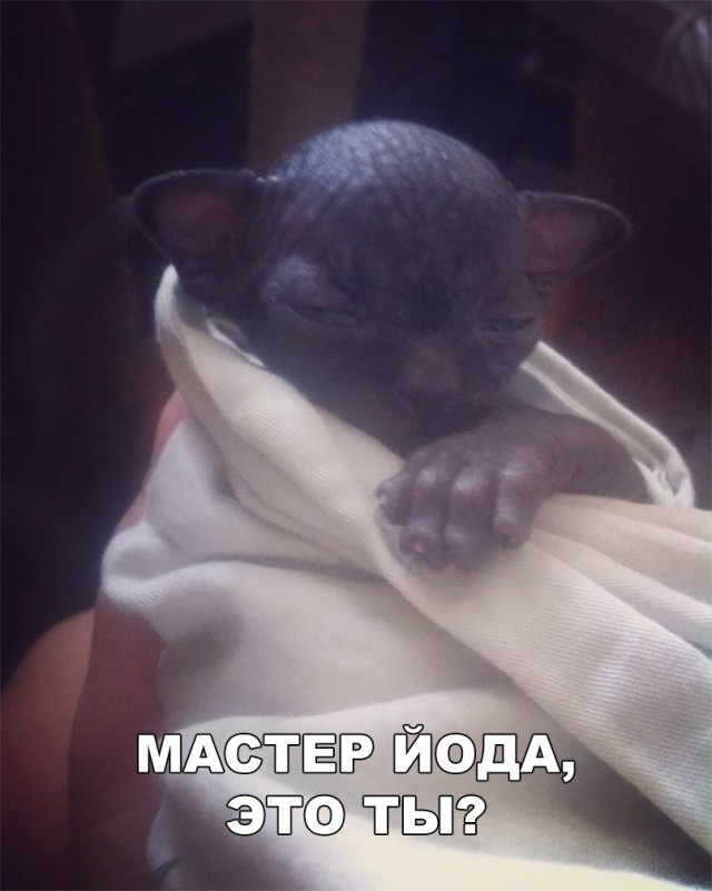 Неадекватные коты