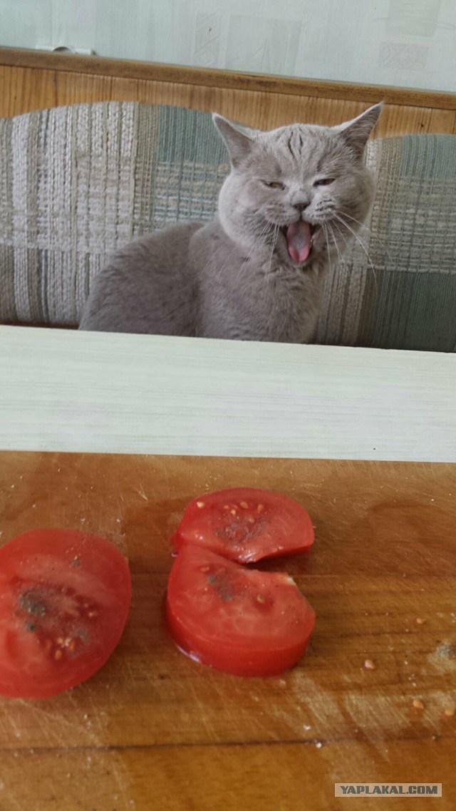 Котовторник  31.07.2018