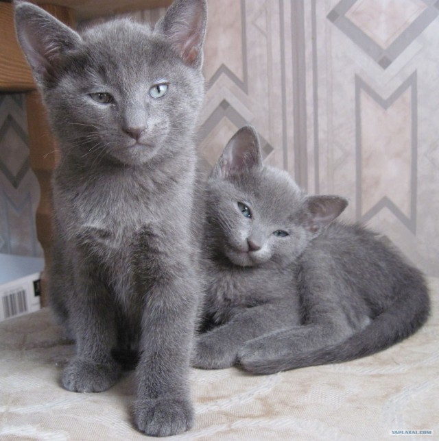 Котовторник (14.02.2012)