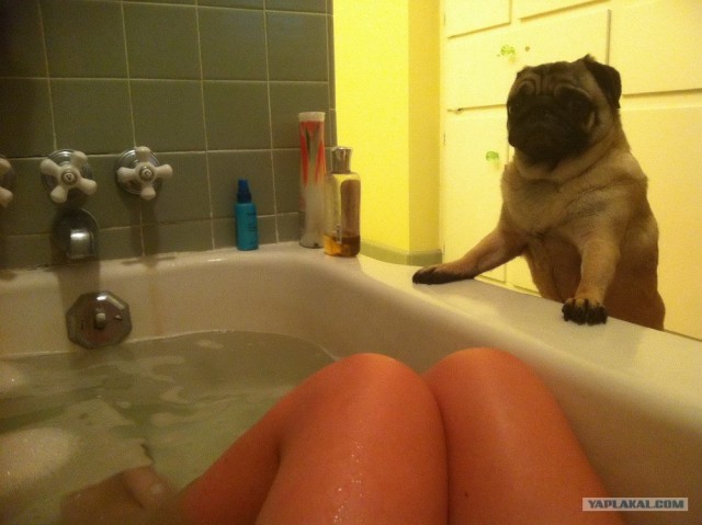 Собакочетверг 12.07.2012