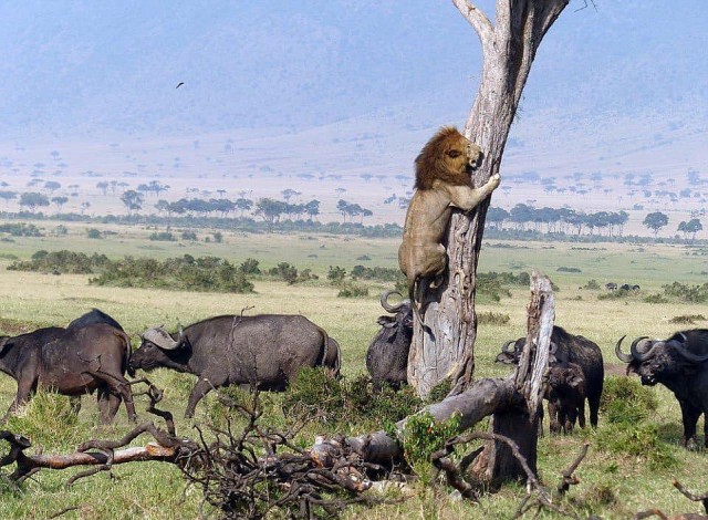 Дикий котовторник 16.04.19