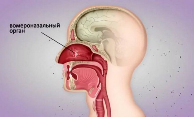 Эволюционные изменения, которые оставили загадочный след на теле человека