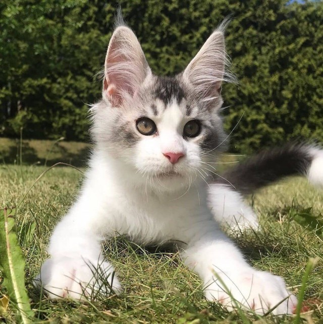 Забавные фото котеек