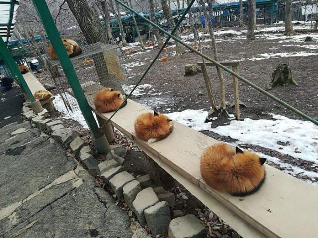 Живность из сети