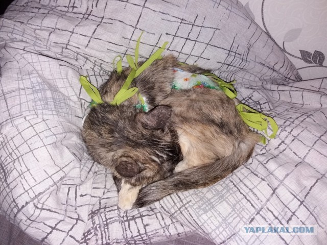 Берегите своих котеек!