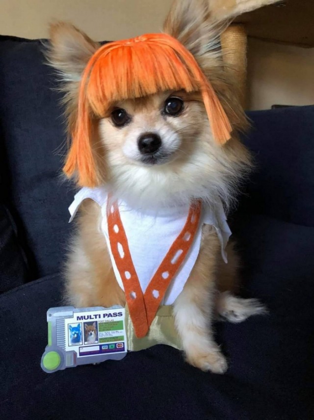 Забавные животные