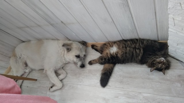 Котики и собаки до и после того, как их забрали из приюта