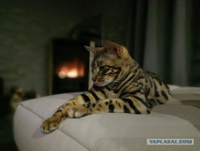 Моя красотка