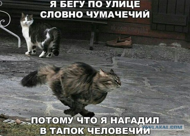 Расчехляем гладильники! - норвежский лесной уже тут